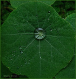 green......my answer to red....with love  to mostafa.jpg