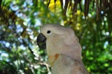 bahama cruise parrot 5.jpg