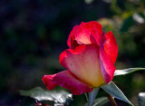 Red Rose Variegated