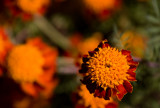 Chrysanthemum- MUM