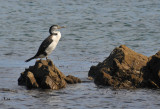 a shag on a rock