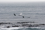 13 May 2011 - Small pod of killer whales cruising the south coast