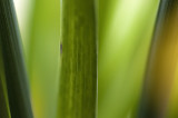1 July 2011 - plants