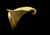 6 September 2011 - Calla Lily