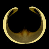 Calla Lily (ii)