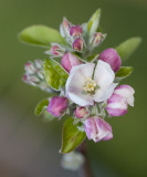 15 October 2011 - First blossom this year on our apple tree