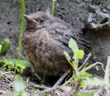 19 October 2011 - Baby Blackbird