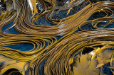 27 December 2011 - Kelp