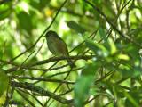 7 Nov 05 - Silvereye aka waxeye