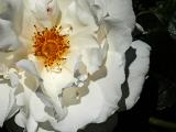 9 Nov 05 - A white rose in the sun