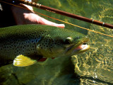 Caught by Jim W. at Quallys Bridge