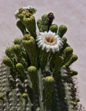 Saguaro Bloom