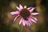 Coneflower