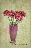 Carnations