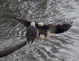 Skagit eagles