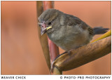 WEAVER CHICK