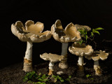The Mushroom Family<br>By: Judyjo