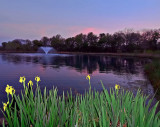 Pond Lilies<br>By: Wayne Suiter