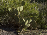 Evening Cactus<br>By Dave Gaines