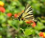Tiger Swallowtail Butterfly<br><b>AlexC770UZ</b><br>1st 11/07