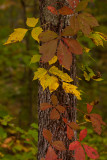 Fall colors creeping up a Kentucky tree......