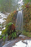 On the trail to Upper North Silver Creek Falls