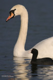 Swan and Coot