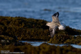 Grey Plover