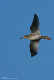 Common Redshank