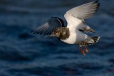 Ruddy Turnstone