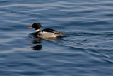 Red Breasted Merganser