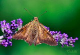 SILVER SPOT SKIPPER-3048.jpg