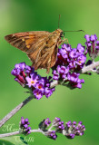 SILVER SPOT SKIPPER-3043.jpg