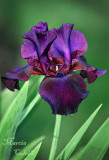 BLACK IRIS_7387.jpg