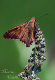 SILVER SPOT SKIPPER_8874.jpg