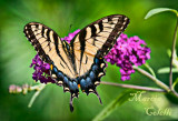 EASTERN TIGER SWALLOWTAIL_0851.jpg