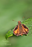 ZABULON-SKIPPER-BUTTERFLY_0455.jpg