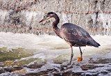 GREAT BLUE HERON_1980.jpg