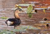 PIED BILL GREBE_2035-.jpg