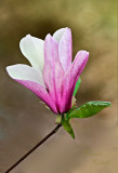 PINK SAUCER JAPANESE MAGNOLIA_1638-.jpg