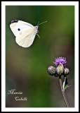 CABBAGE WHITE BUTTERFLY_9920.jpg