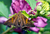 SILVER SPOT SKIPPER BUTTERFLY_1922.jpg