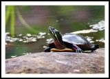 PAINTED TURTLE_2388.jpg