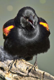 RED-WING-BLACKBIRD_3011.jpg