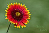 GAILLARDIA_9535.jpg