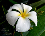 FRANGIPANI 5847.jpg