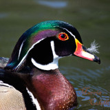 DRAKE WOOD DUCK,  THERE IS SOMETHING TICKLING MY NOSE-5845.jpg