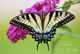 Eastern Tiger Swallowtail-9505.jpg