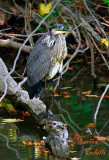 HERON-0636.jpg