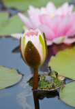 Return of Frogs and Water Lilies